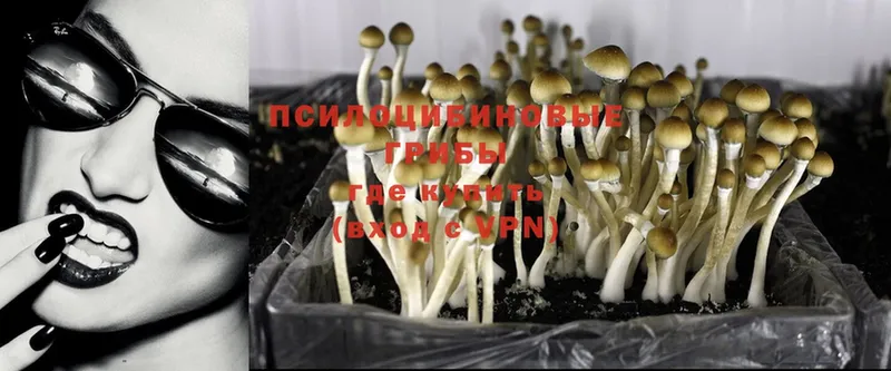 Псилоцибиновые грибы MAGIC MUSHROOMS  Кинель 